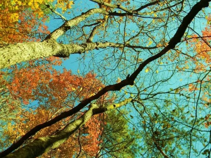 IMG_192157605972970.jpeg IMG_192157605972970.jpeg