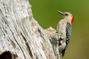 _Images_Articles__3297_Woodpecker.jpeg