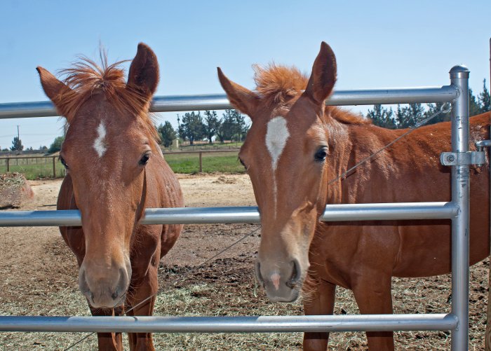 McMillan Advises Horse Owners to Vaccinate for EEE & West Nile Virus horses at gate.jpg