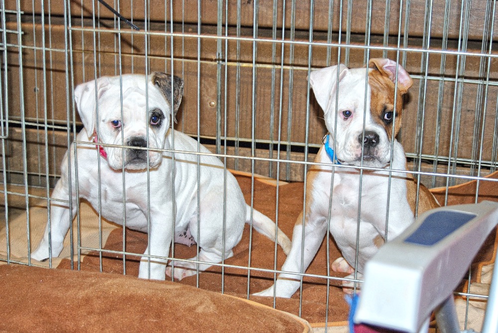 American Bulldog Charity Show Honors Young Boy Sharon Schuler Kreps / CullmanSense