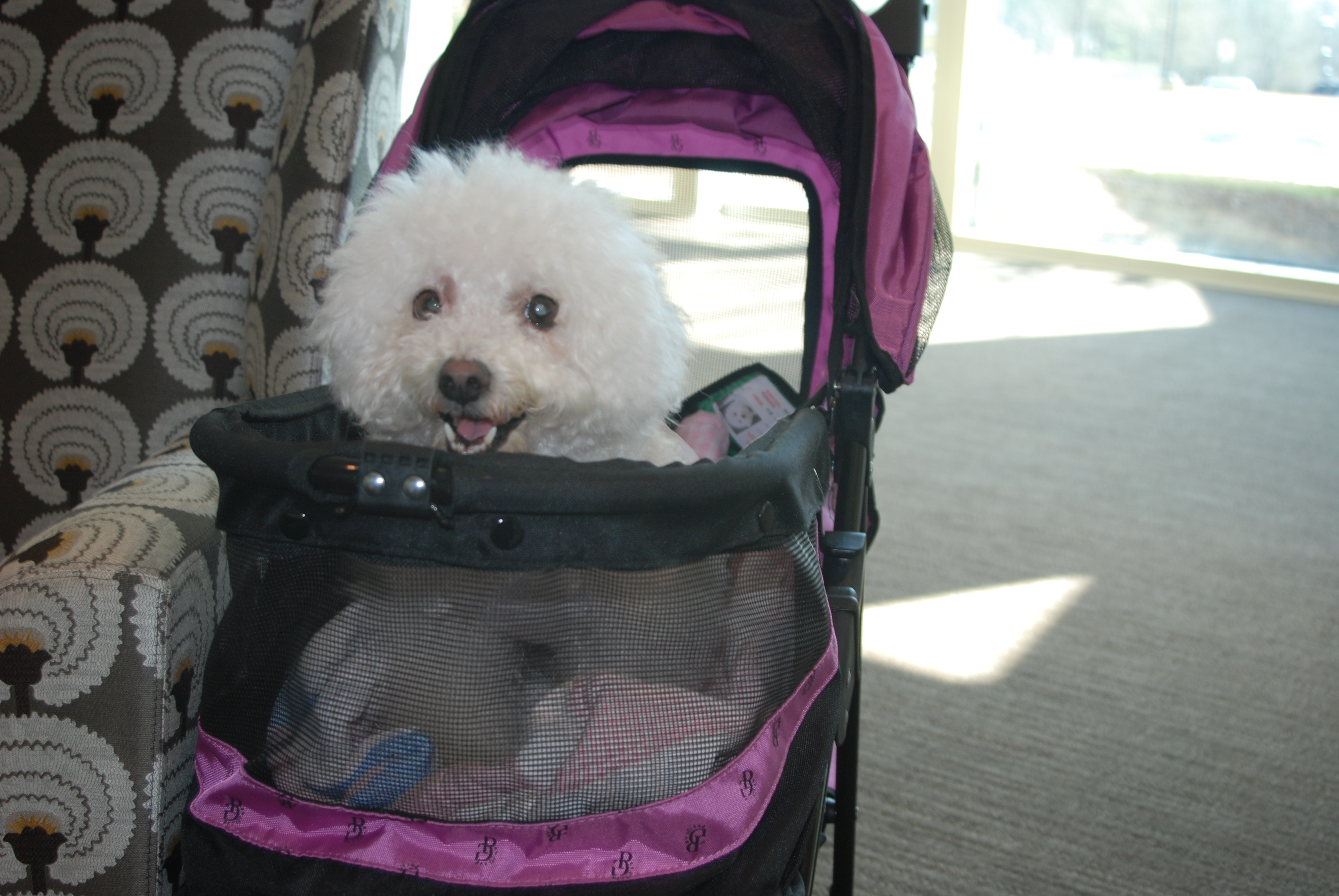 Meet Stella, One of Cullman’s Two Therapy Dogs Sharon Schuler Kreps