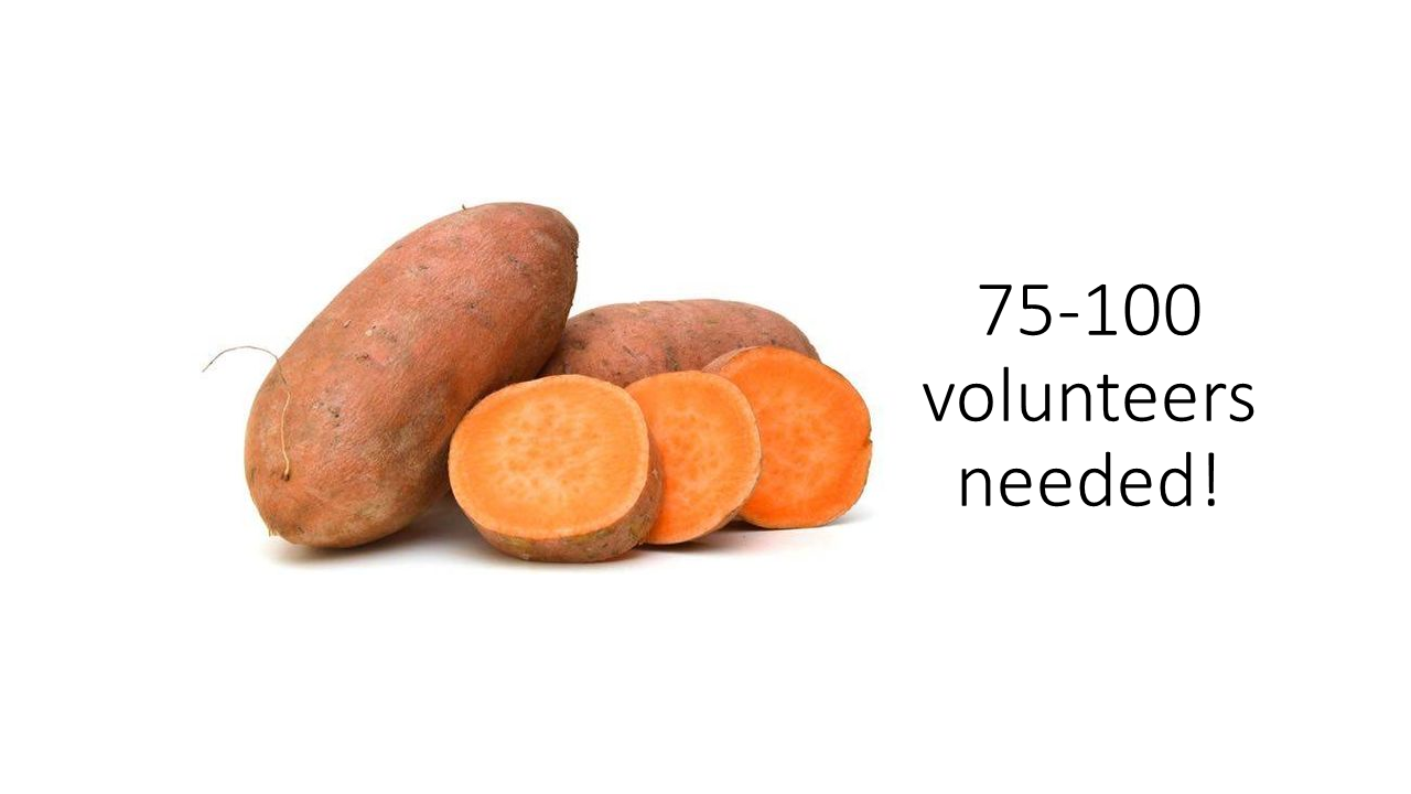 Sweet Potato Drop this Saturday at the Agriplex slide1.png