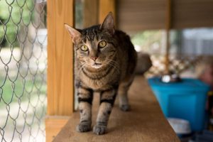 Shelby County Reporter Photo/Keith McCoy