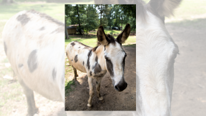 Shelby County Reporter Photo/Keith McCoy