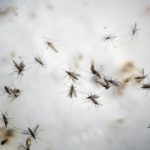 Bussman comments on Zika virus in Cullman County AP File Photo