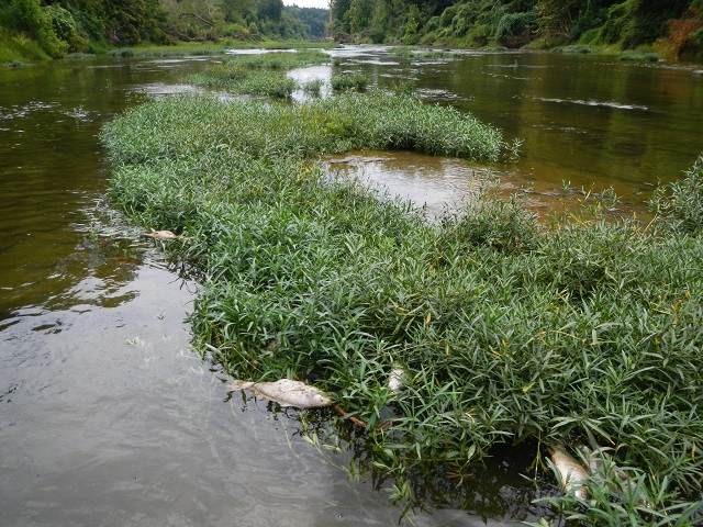 ADEM: Mulberry Fork has returned to “pre-spill” conditions Nelson Brooke