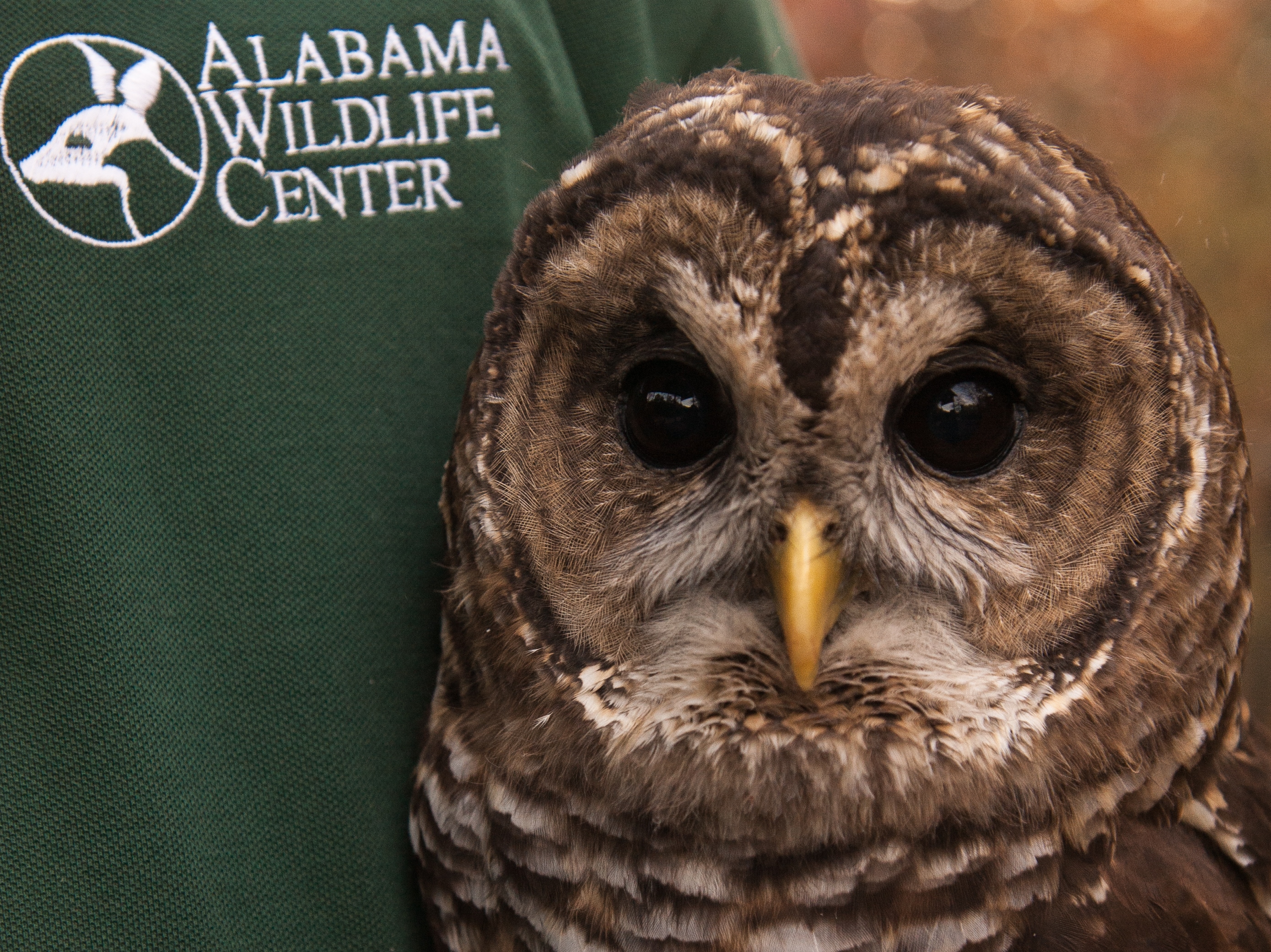 Birds of a feather AWC