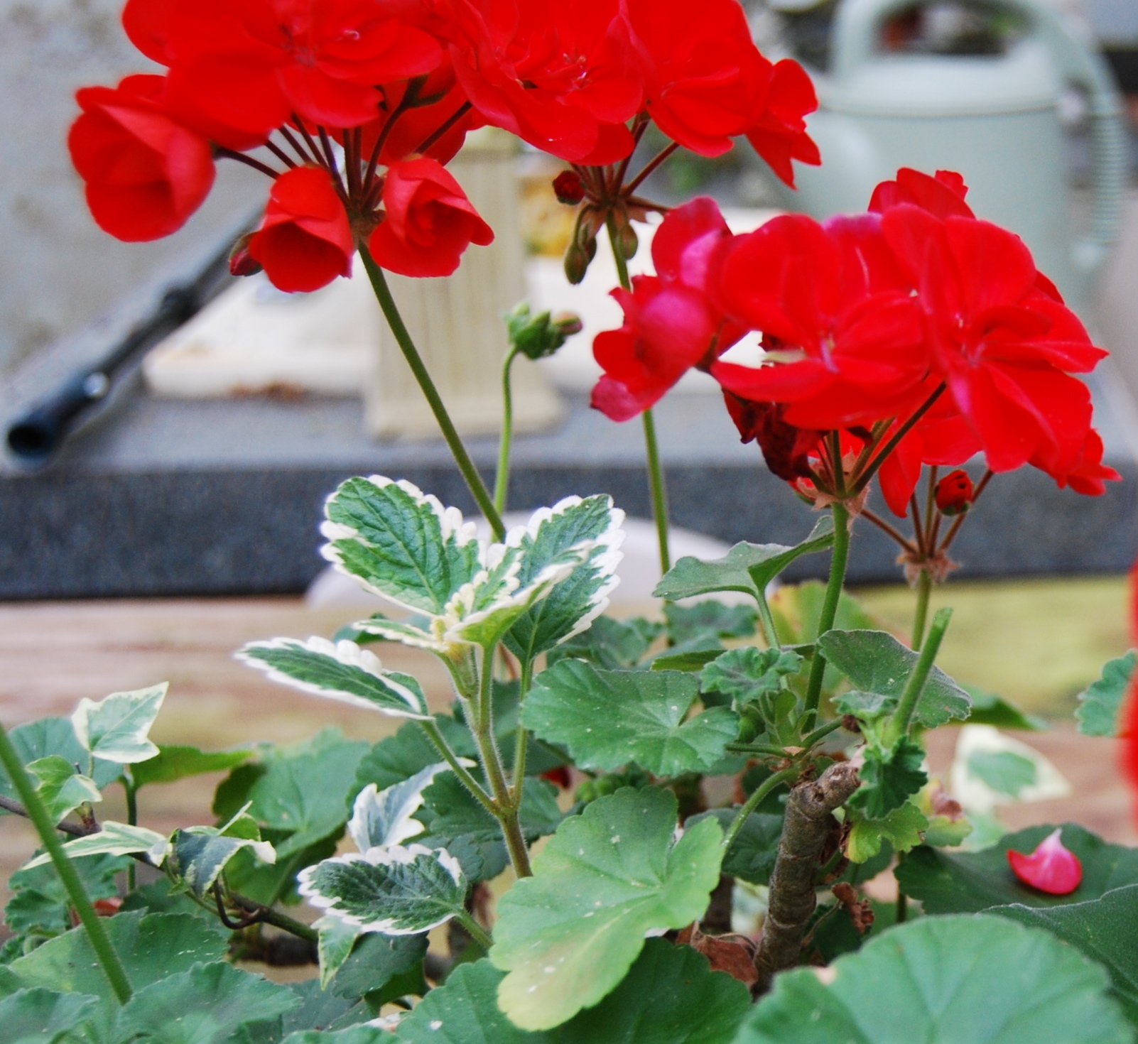 Foxgloves & Fireflies: Winter care and feeding of houseplants Loretta Gillespie
