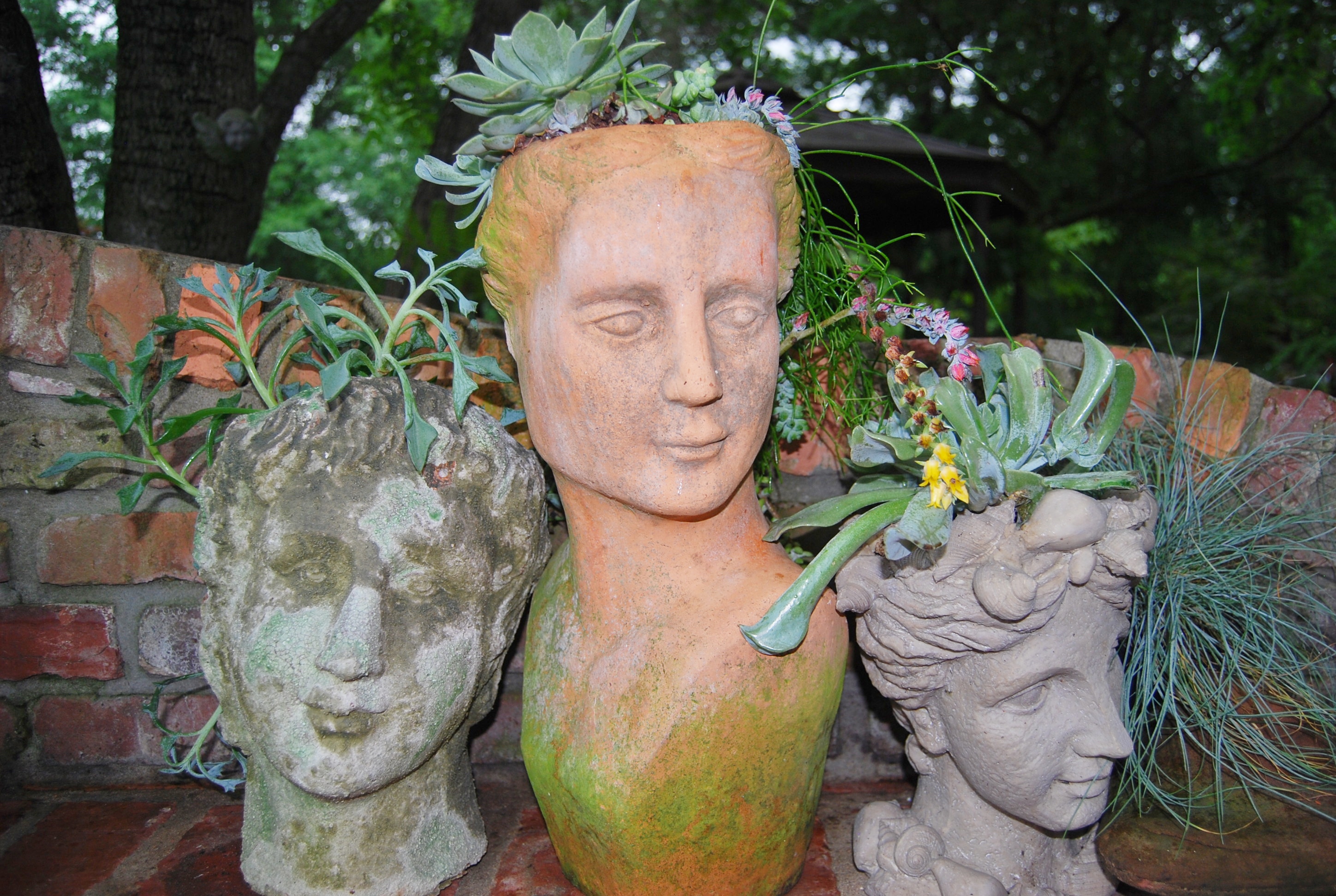 Foxgloves & Fireflies: How to grow healthy, happy succulents Loretta Gillespie