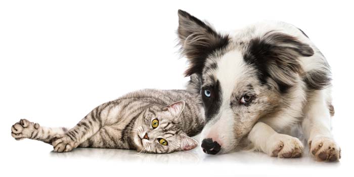 Community veterinarians offering discounted spay and neuter services in February