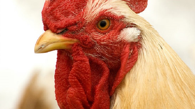 Stop Movement Order issued on certain poultry in Alabama amid 3 avian influenza investigations Alabama Poultry and Egg Association
