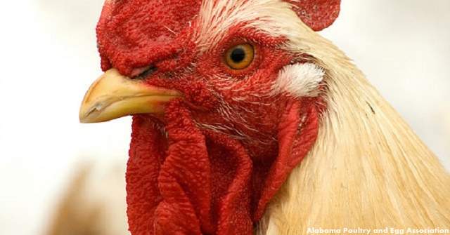 Low pathogenic bird flu confirmed in Cullman County x79c51b64646ac0a7501bfe239cb1e280_0.jpg.pagespeed.ic_.p0h7fhb97p.jpg