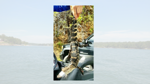 Rex Chambers Fishing Facebook