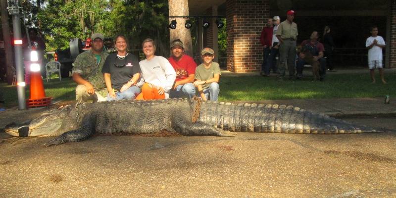 Registration for 2017 alligator hunts now open- Alabama issuing 260 tags in four hunting zones OutdoorAlabama.com