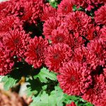 Foxgloves & fireflies: propagating mums mum-flowers.jpg