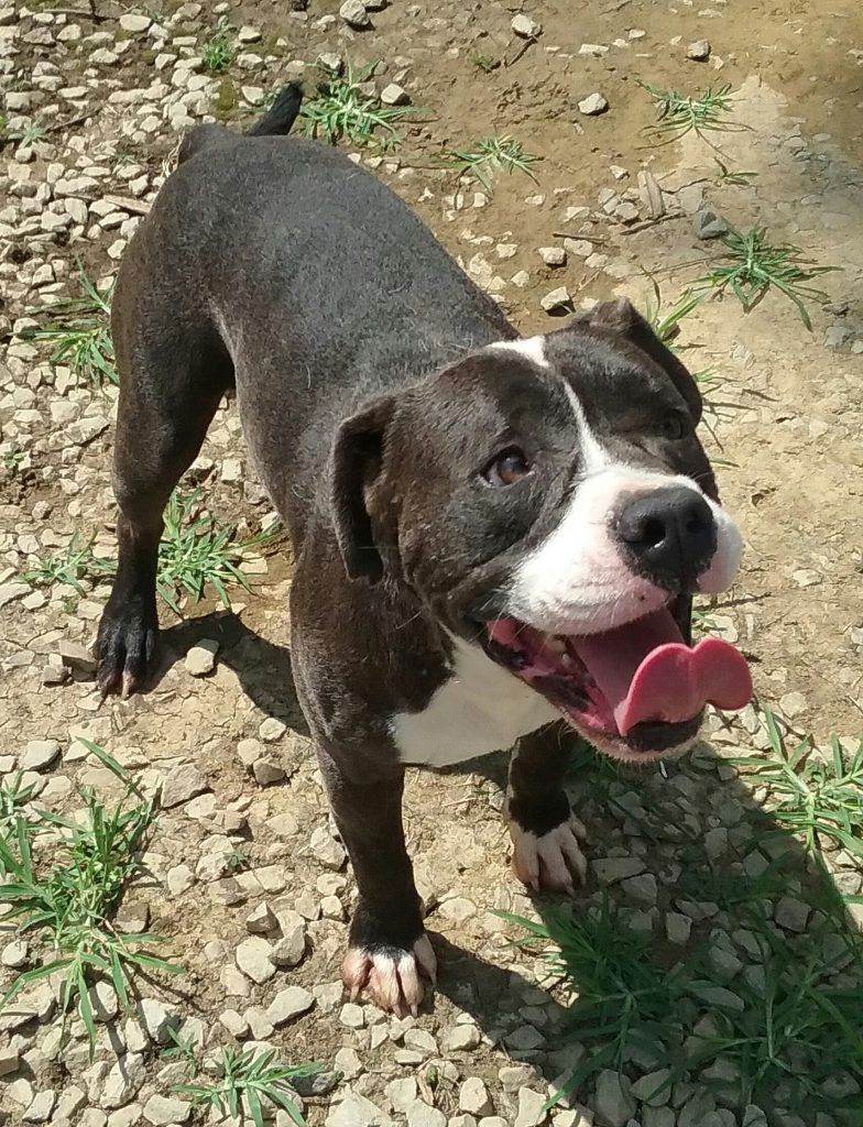 Cullman County Animal Shelter