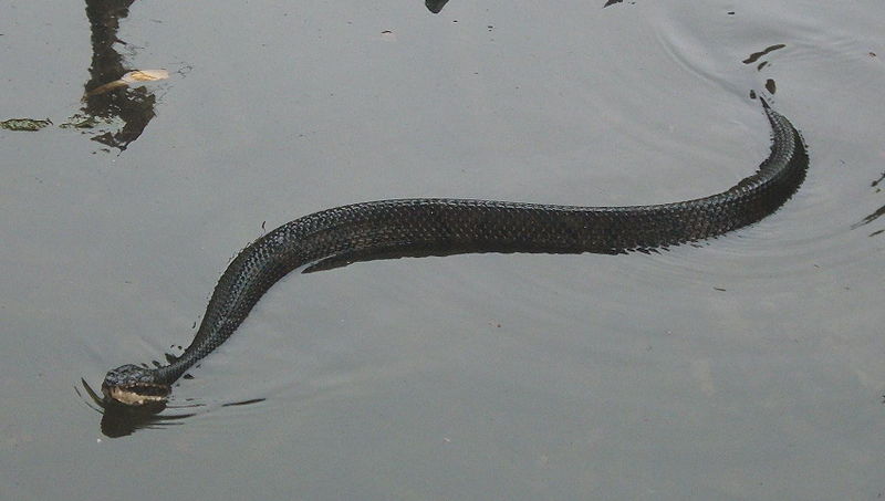 adult-cottonmouth.jpg