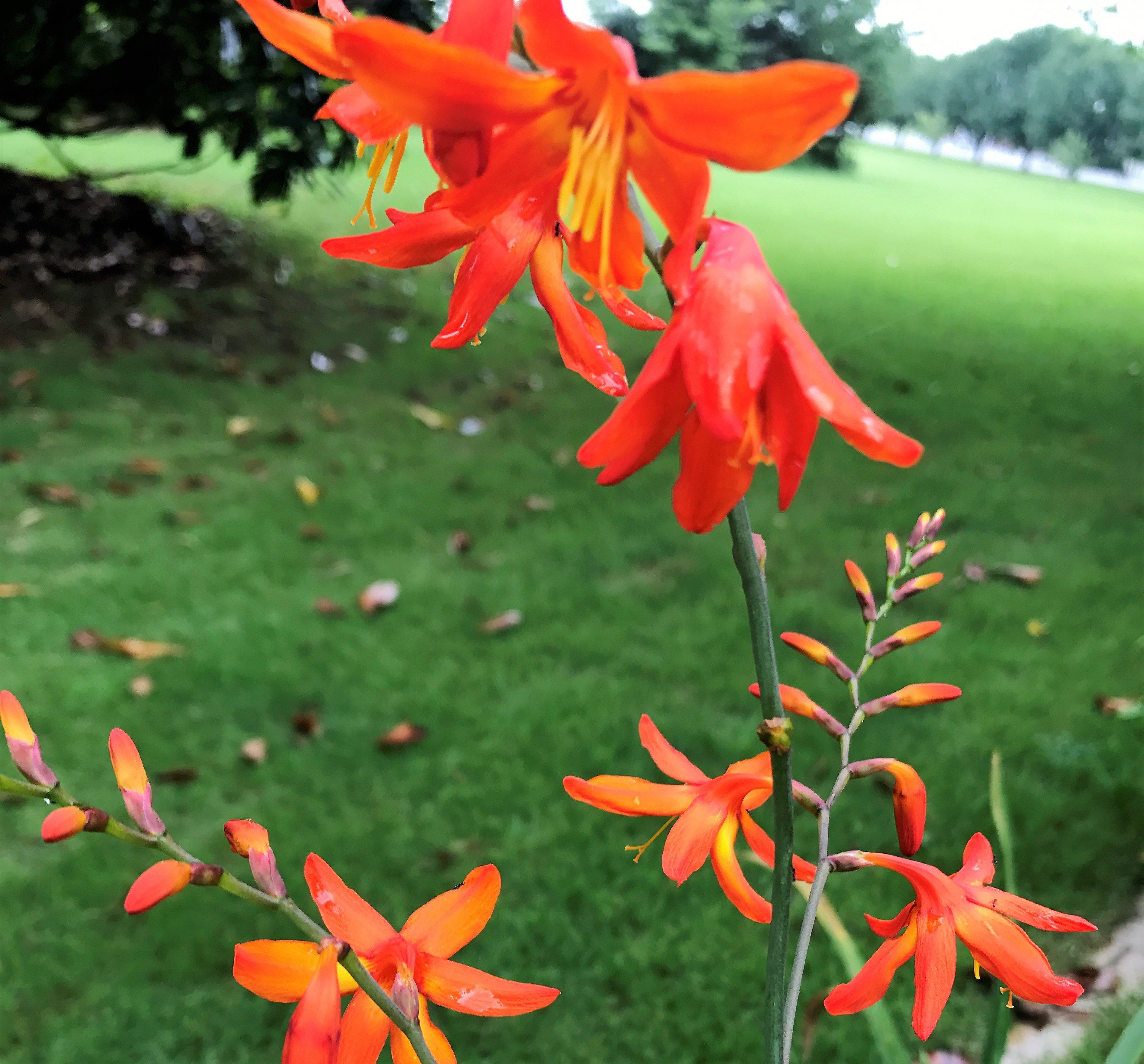 Plant it: Orange Lucifer