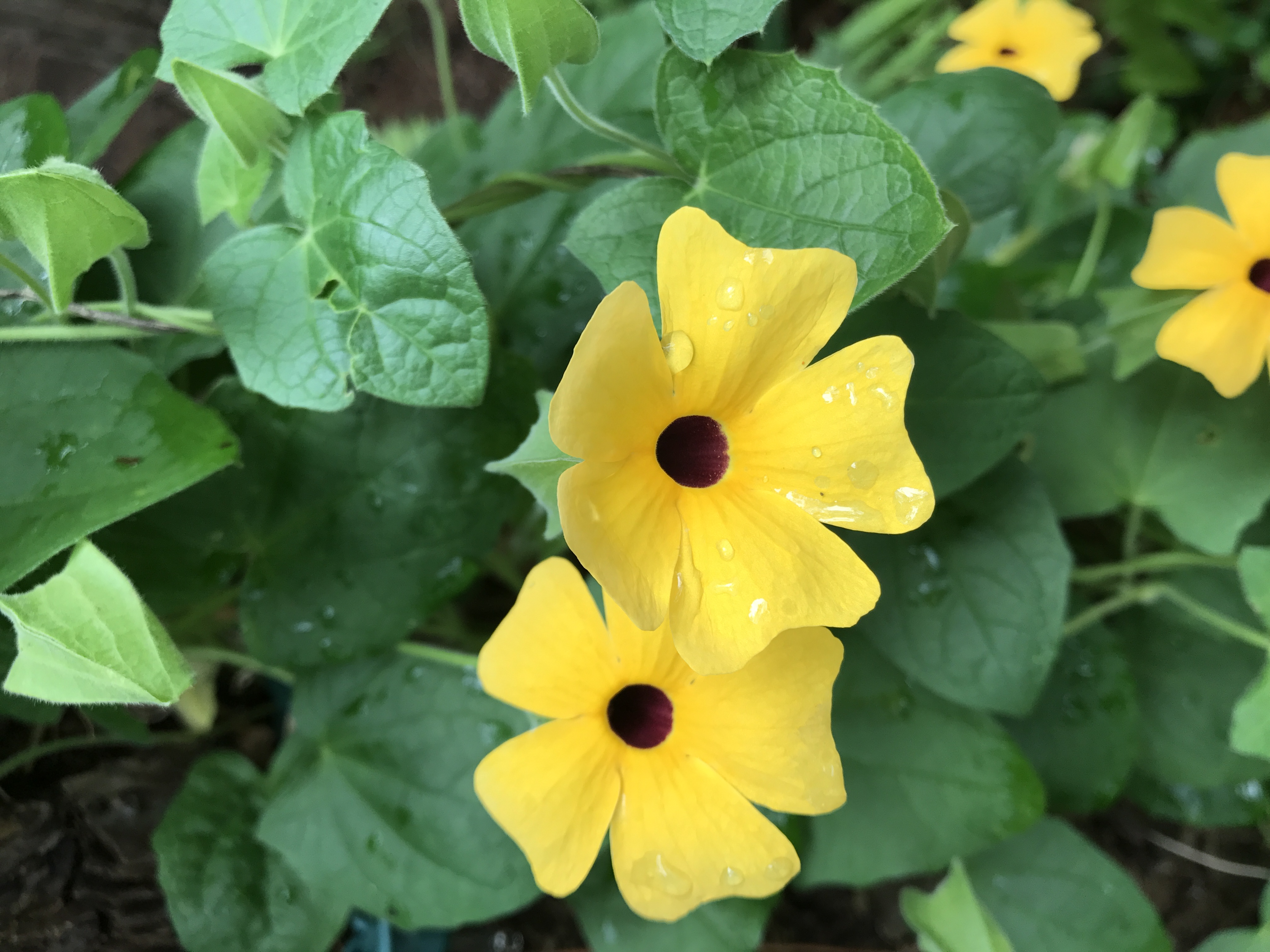 Plant it: Black-eyed Susan vine