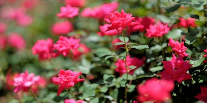 Plant It: The care and feeding of roses