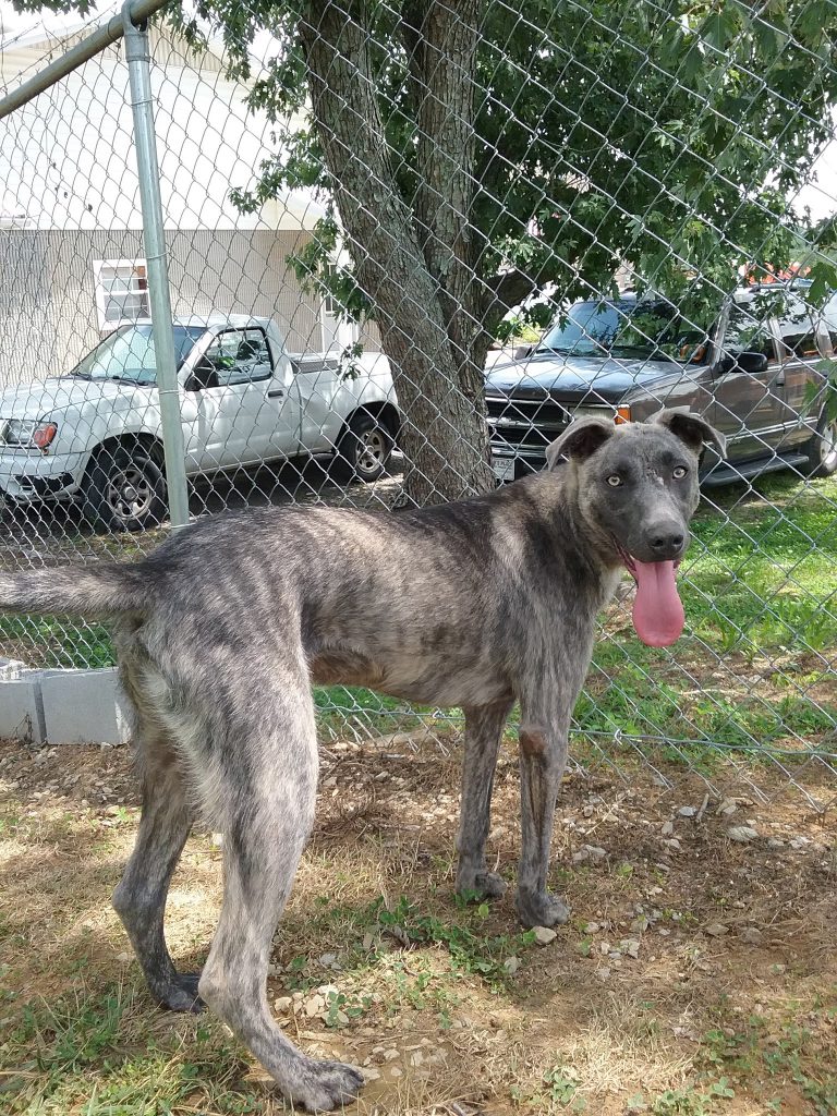 Cullman County Animal Shelter