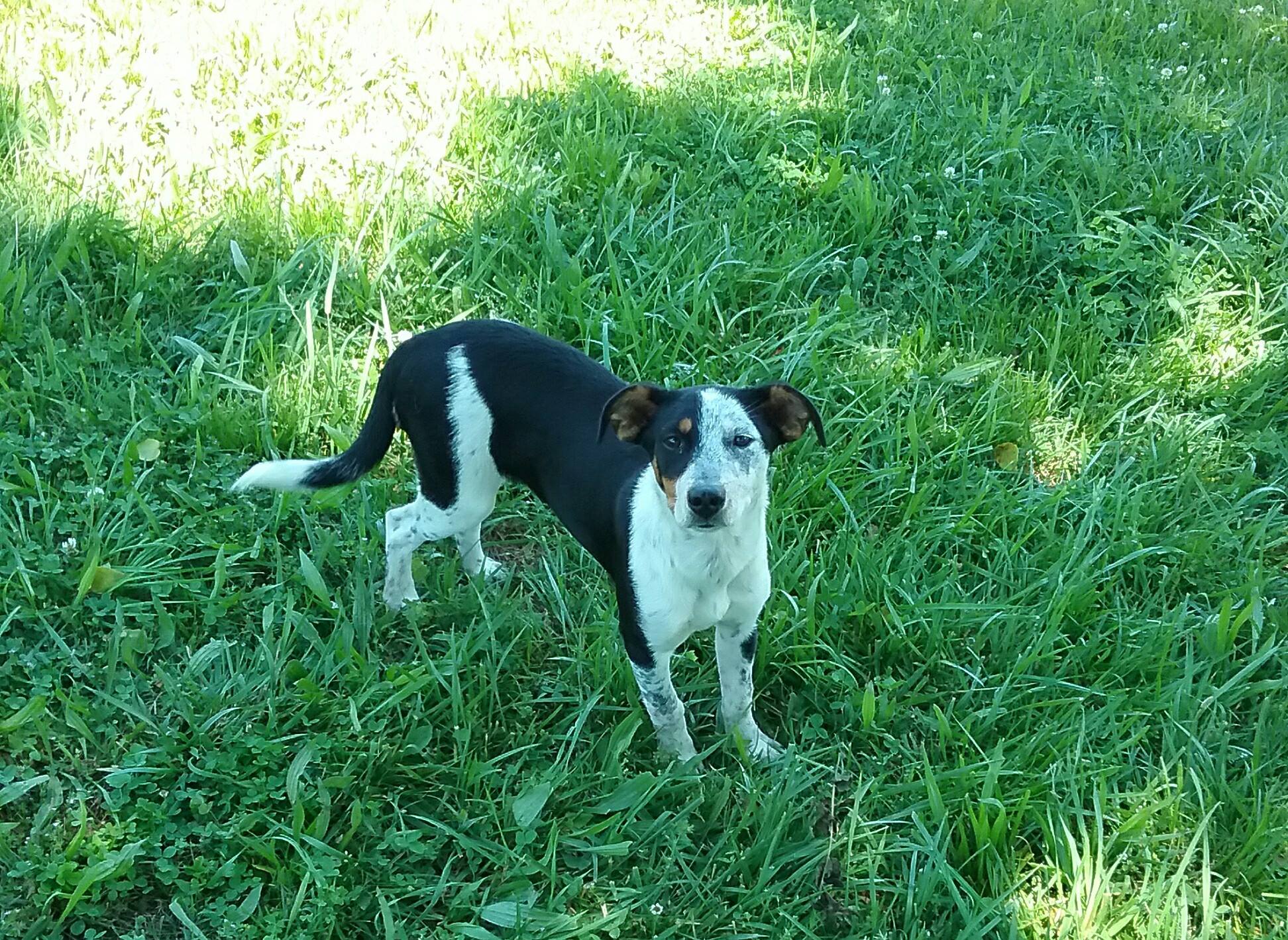 Pet of the Week: Avalon is searching for her forever home