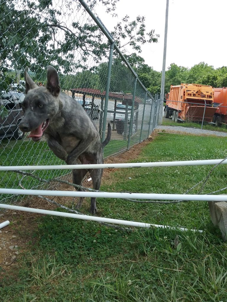 Cullman County Animal Shelter