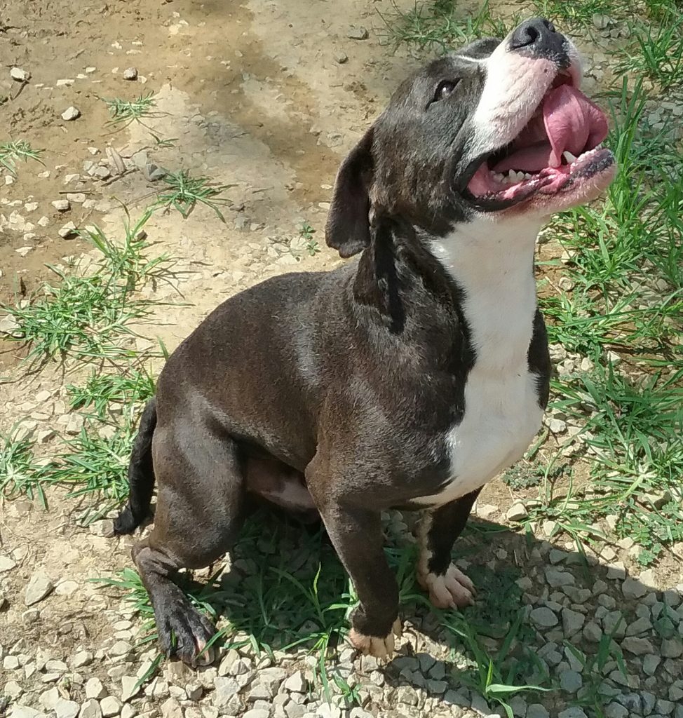 Cullman County Animal Shelter