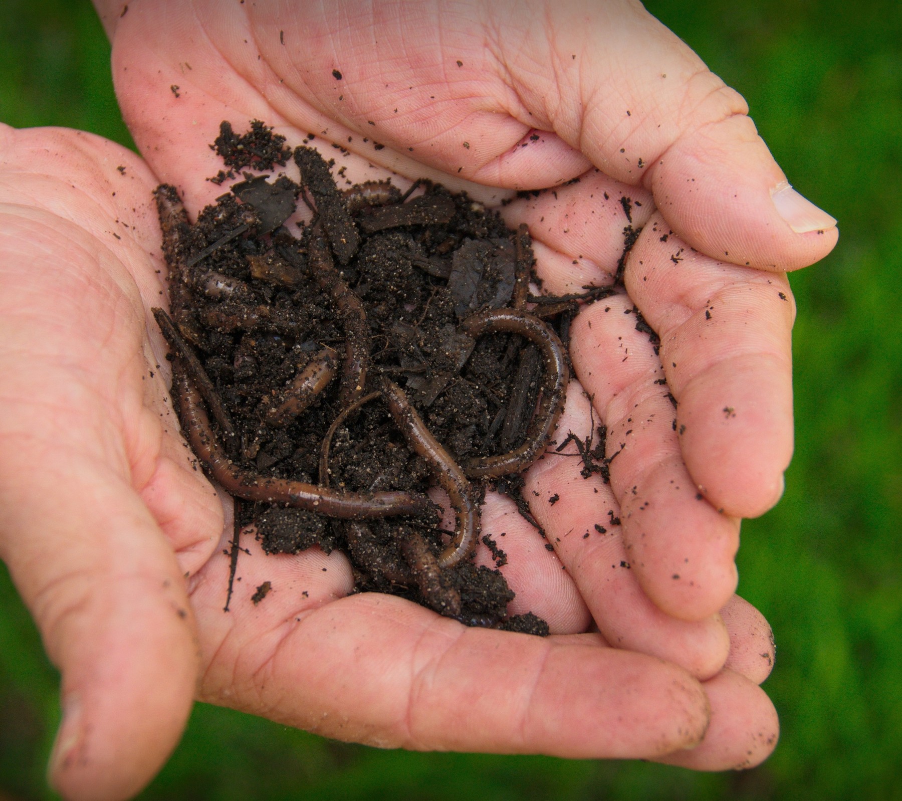 Composting creates healthy soil