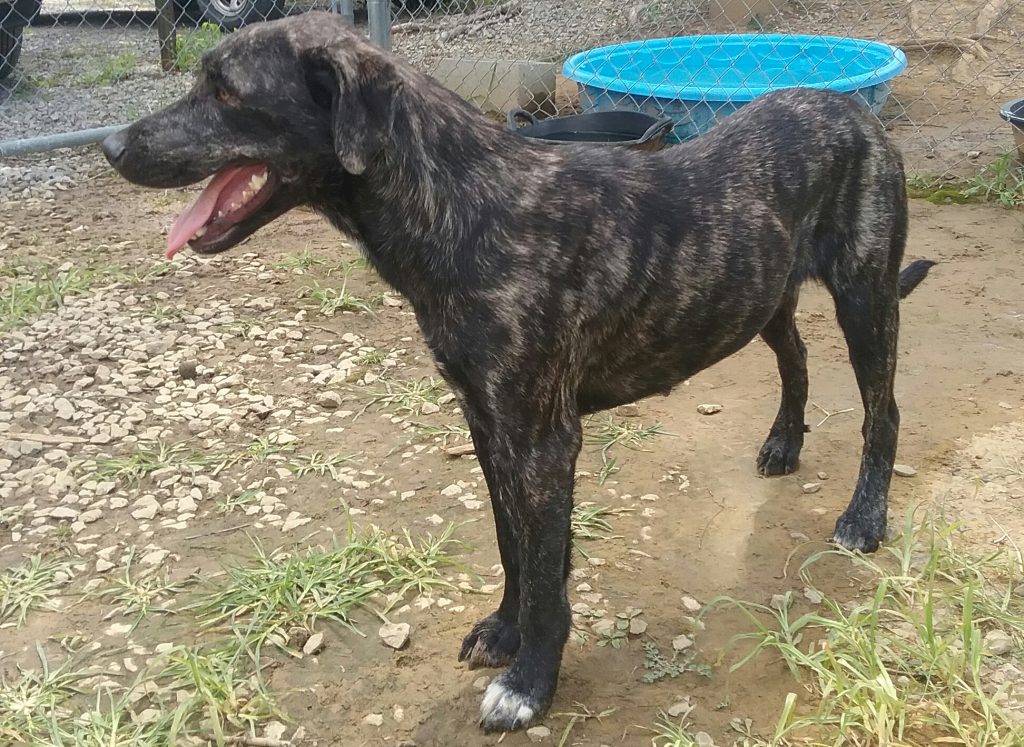 Cullman County Animal Shelter