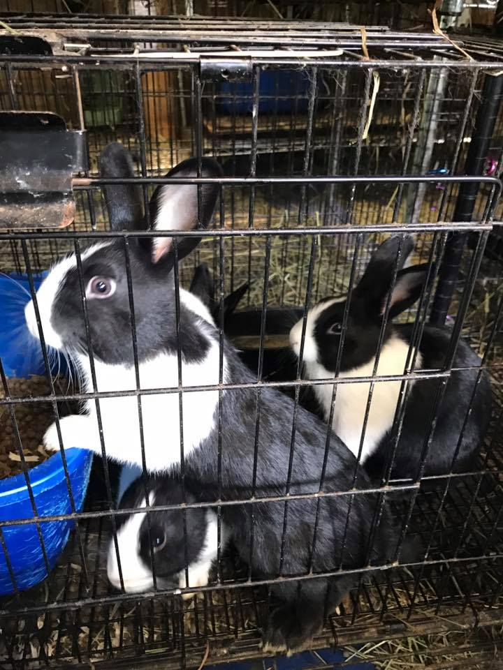 Peinhardt Homesteaders plan schedule for remainder of 2017