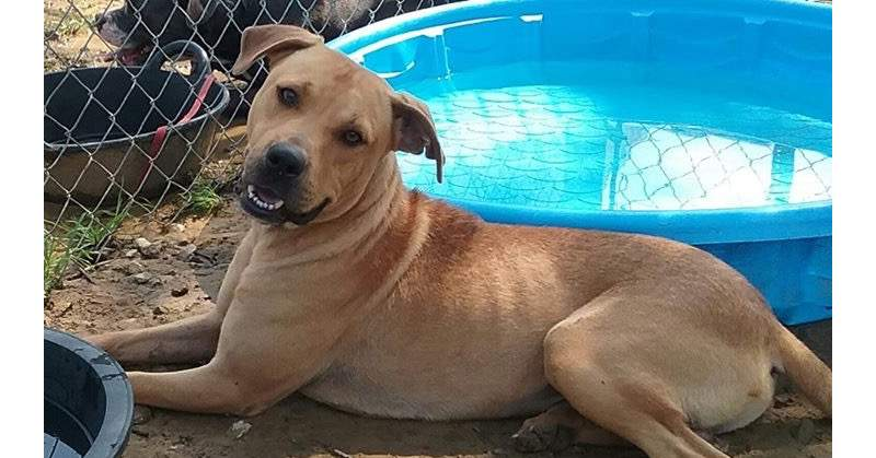 Cullman County Animal Shelter