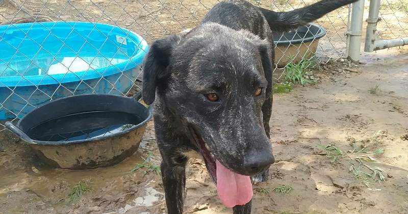 Cullman County Animal Shelter