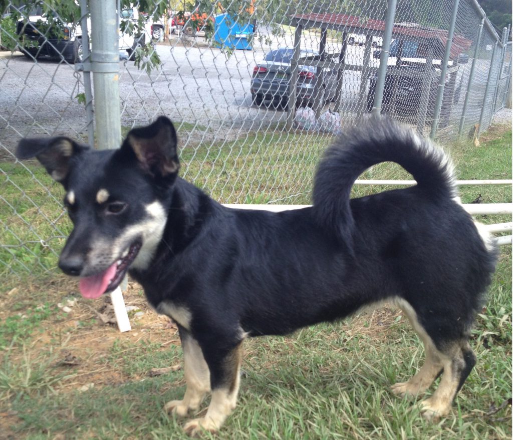 Cullman County Animal Shelter
