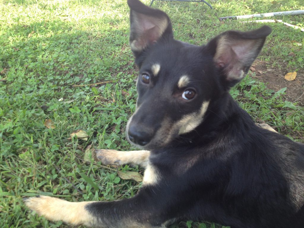 Cullman County Animal Shelter