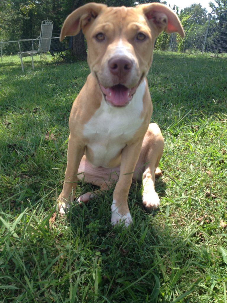 Cullman County Animal Shelter