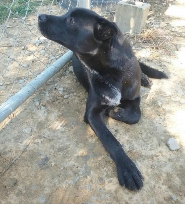 Cullman County Animal Shelter