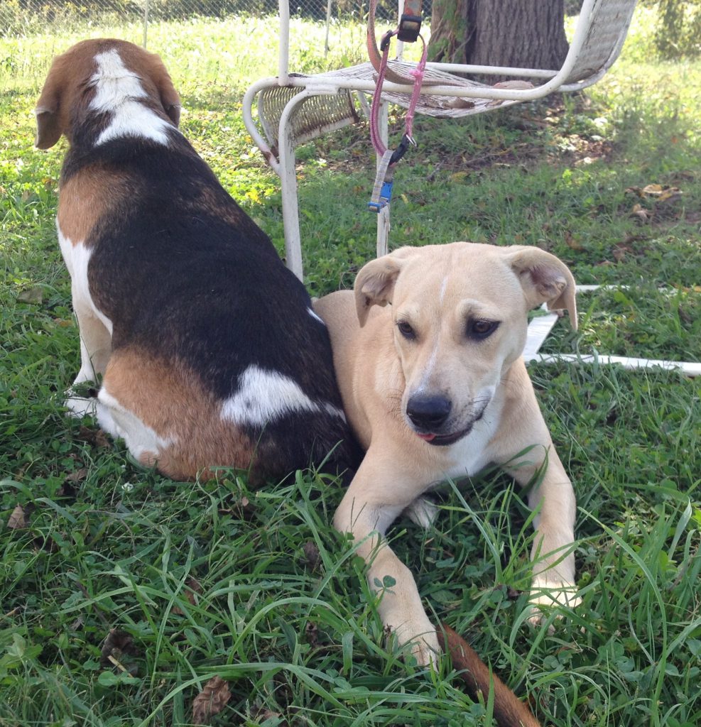 Cullman County Animal Shelter