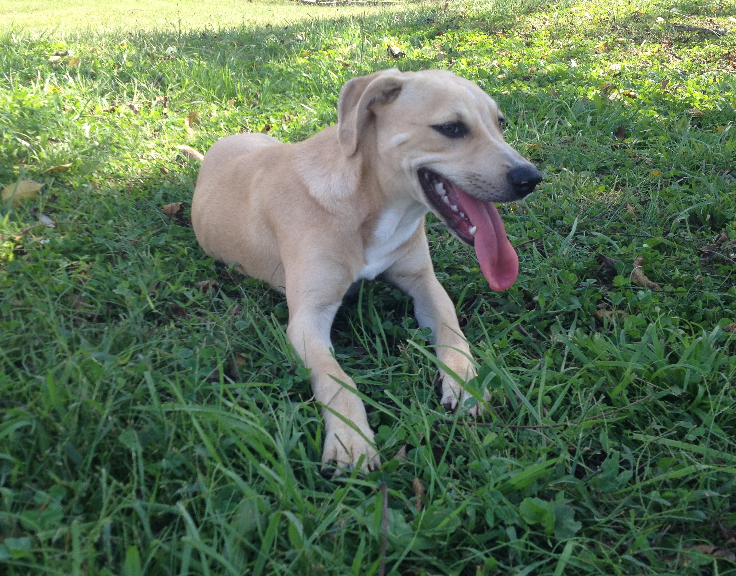 Pet of the Week: Help Bailey find his forever home 17-0653-2.jpg