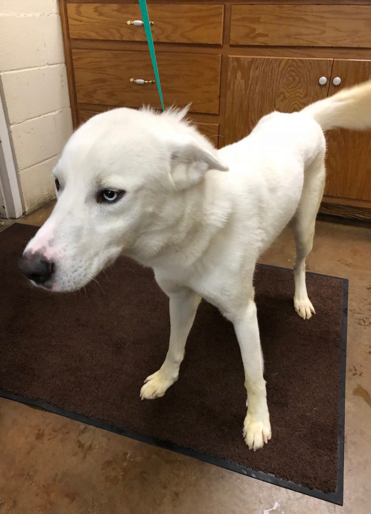 Cullman County Animal Shelter
