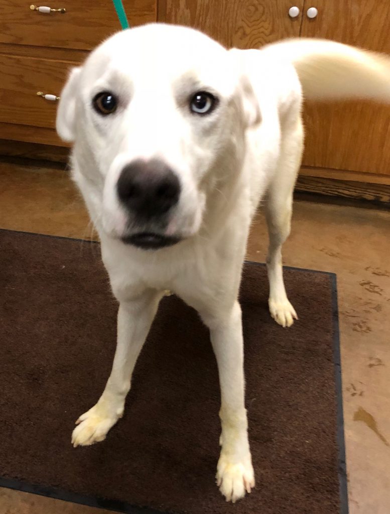 Cullman County Animal Shelter