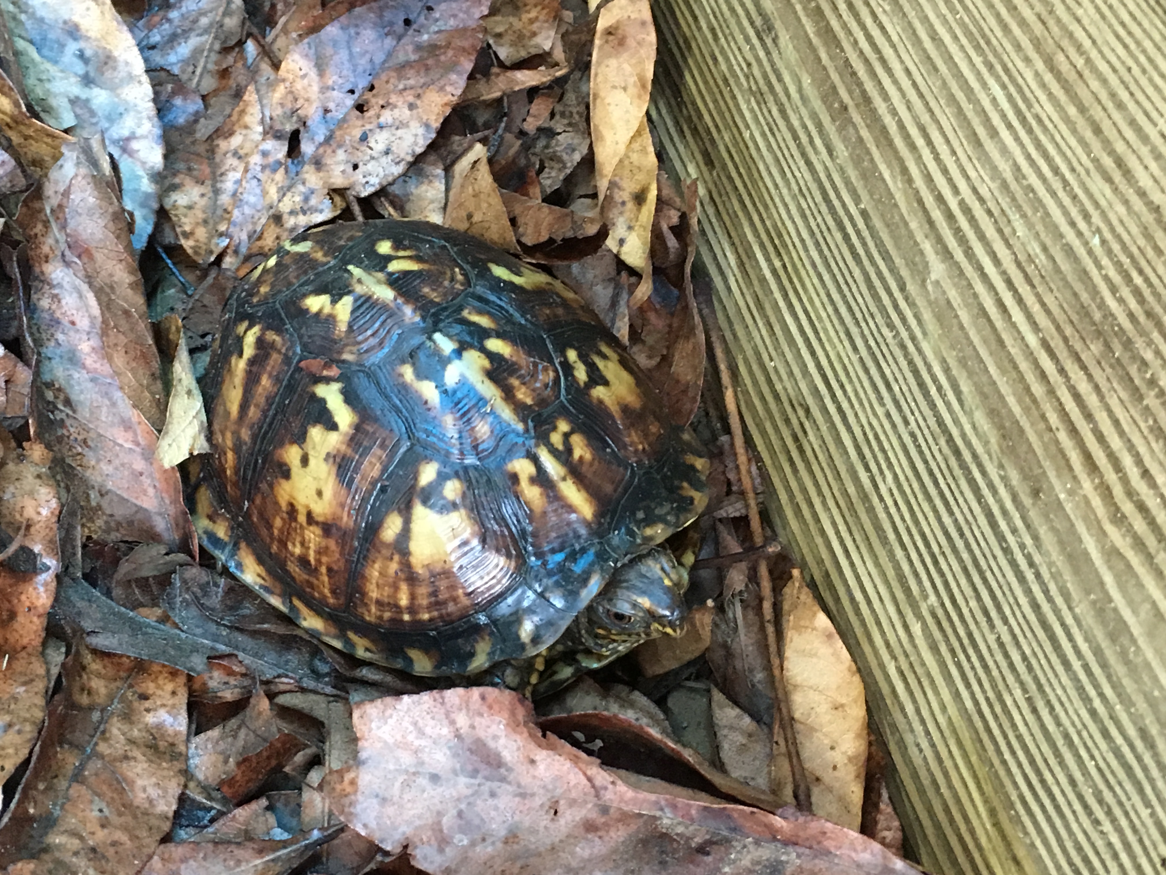 Shelly and Rosie the turtles take up residence at Welti Elementary