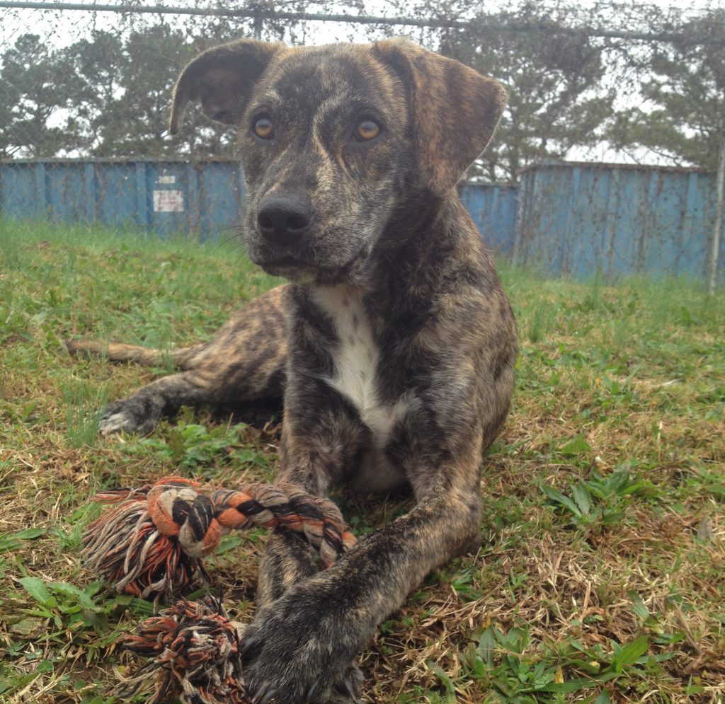 Cullman County Animal Shelter