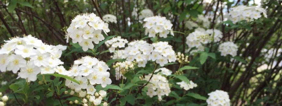 Applicants wanted for 2018 Cullman County Master Gardener class; begins Jan. 31, 2018 img_0268-e1428094546497-925x350_c.jpg