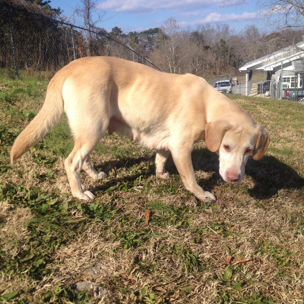 Cullman County Animal Shelter
