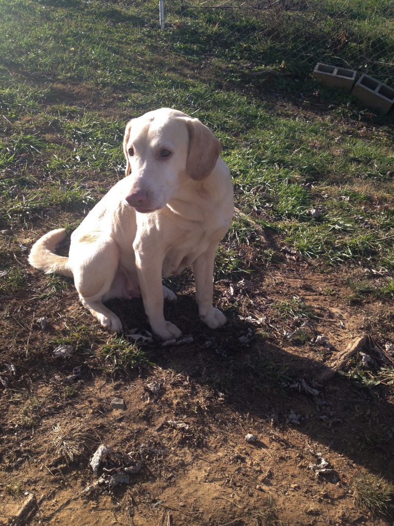 Cullman County Animal Shelter