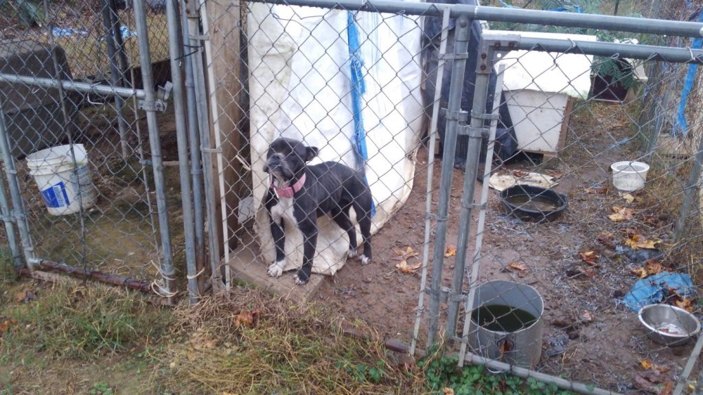 Cullman County Animal Control