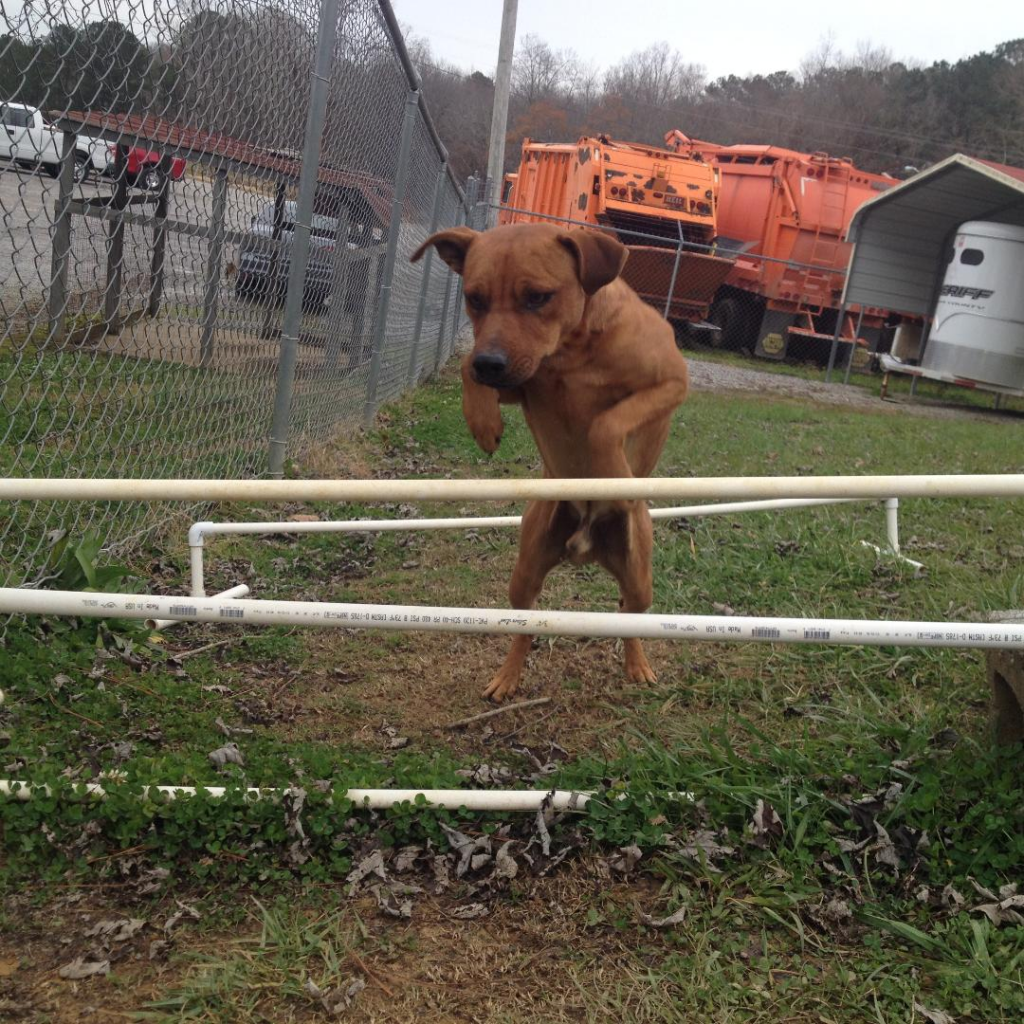 Cullman County Animal Shelter
