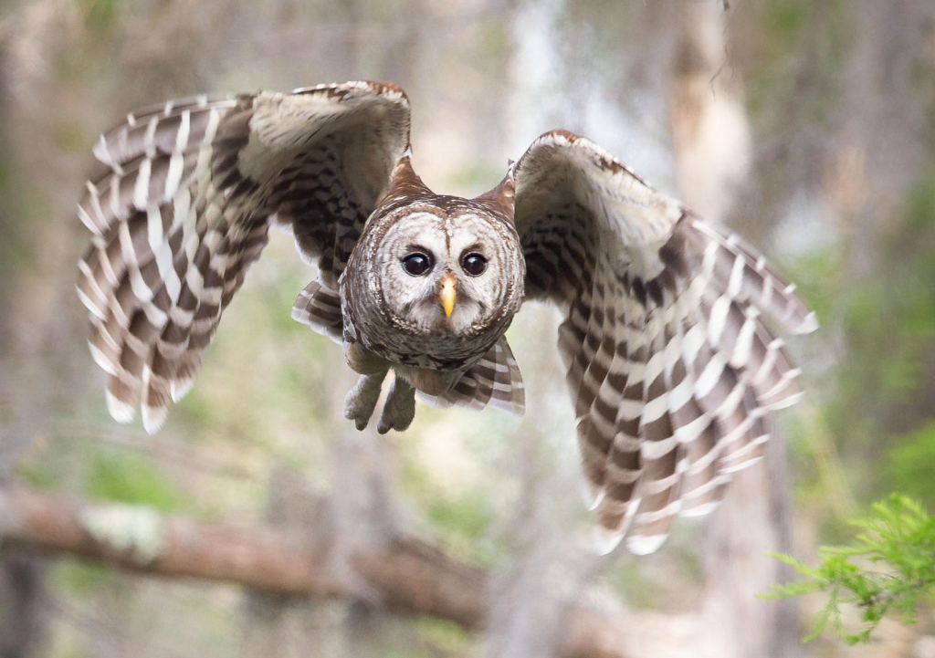 Photo by Sandra Rothenberg, courtesy of www.audubon.org
