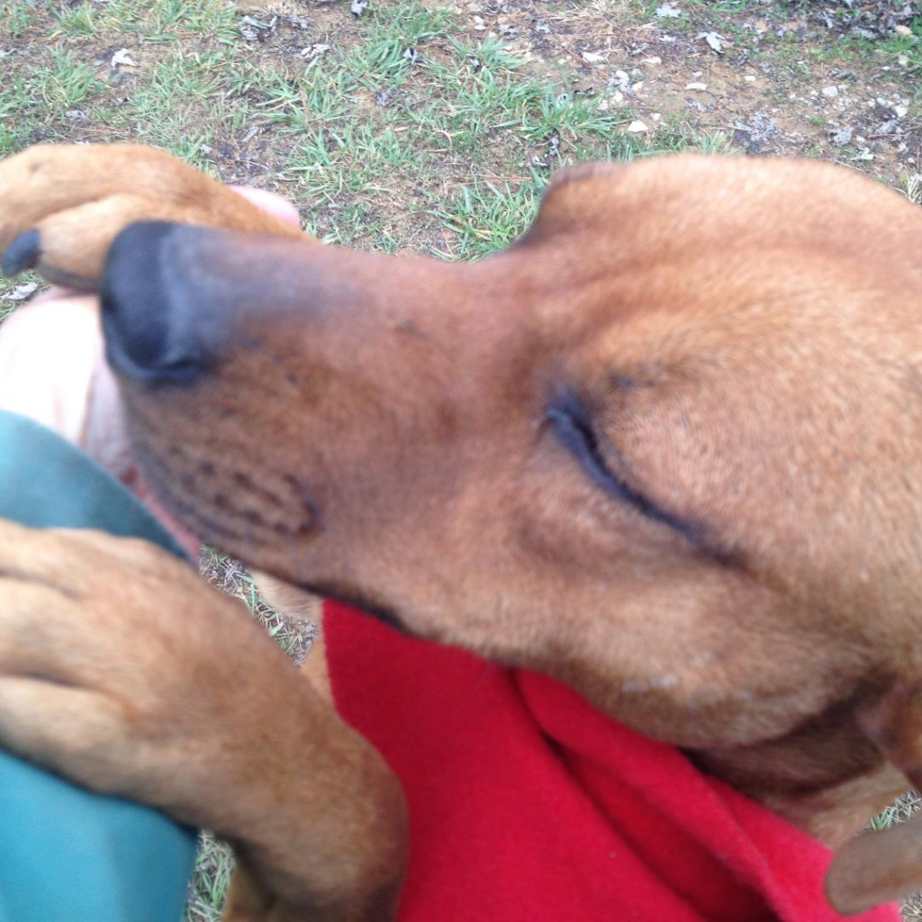 Cullman County Animal Shelter